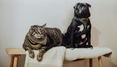 chien et chat sur banc